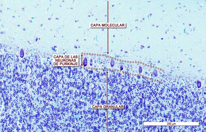 Corteza Cerebelosa